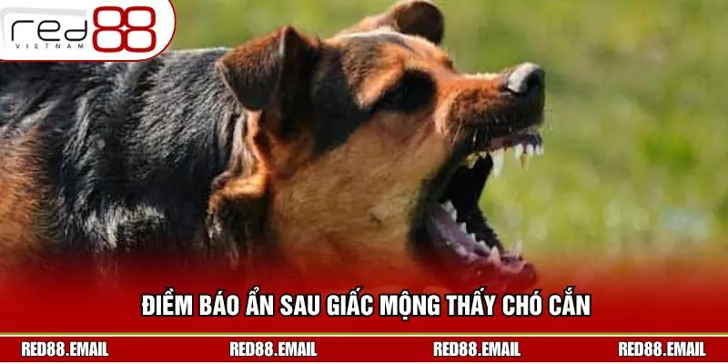 Mơ Bị Chó Cắn Đánh Con Gì Từ Góc Nhìn Chuẩn Xác RED88 Điềm báo ẩn sau giấc mộng thấy chó cắn