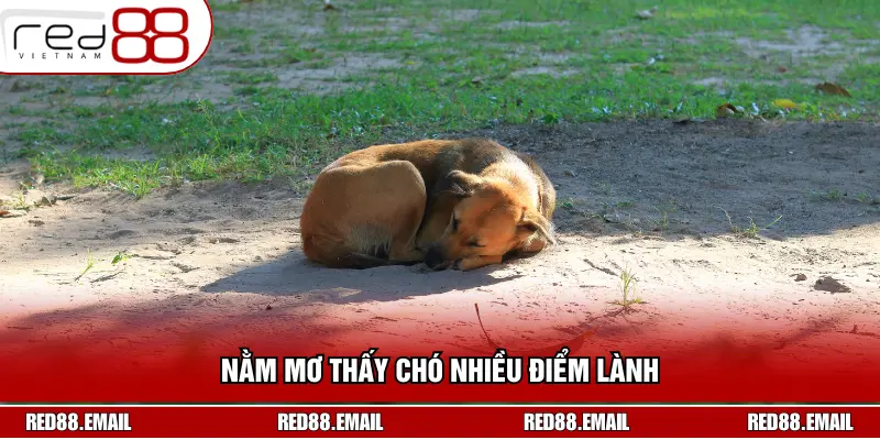 Giải Mã Nằm Mơ Thấy Chó: Điềm Báo Gì Và Nên Đánh Số Mấy? Nằm mơ thấy chó nhiều điểm lành